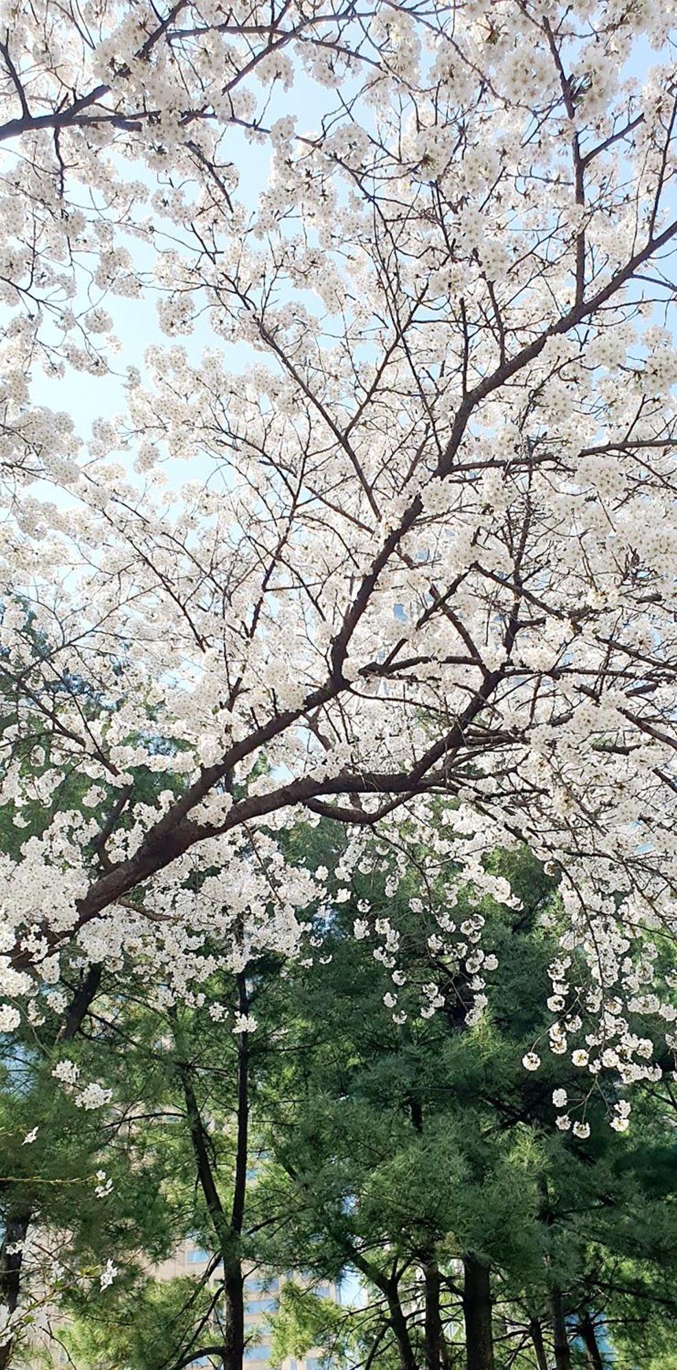 Hongik Sinchon Sirince Apartment *