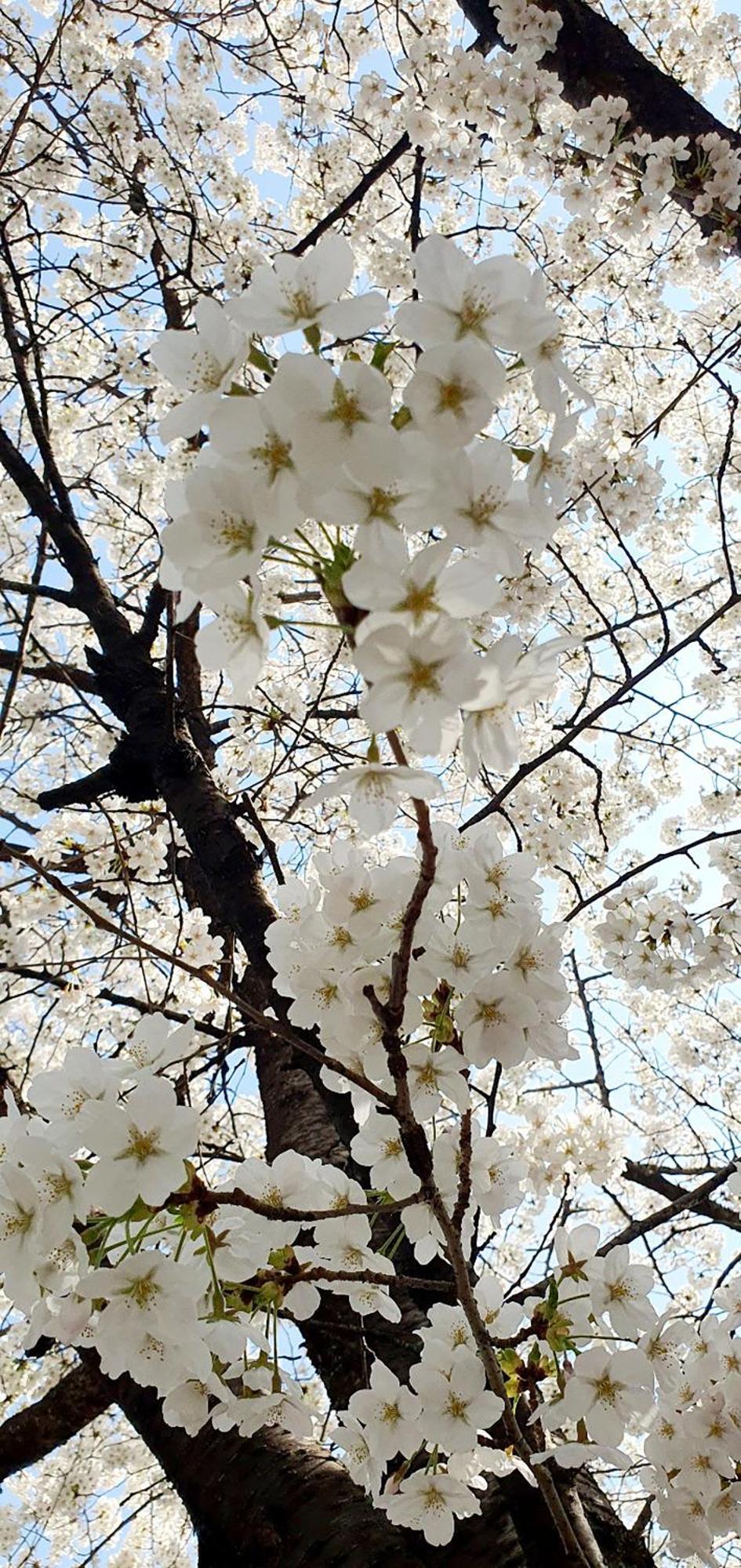 Hongik Sinchon Sirince Pangsapuri