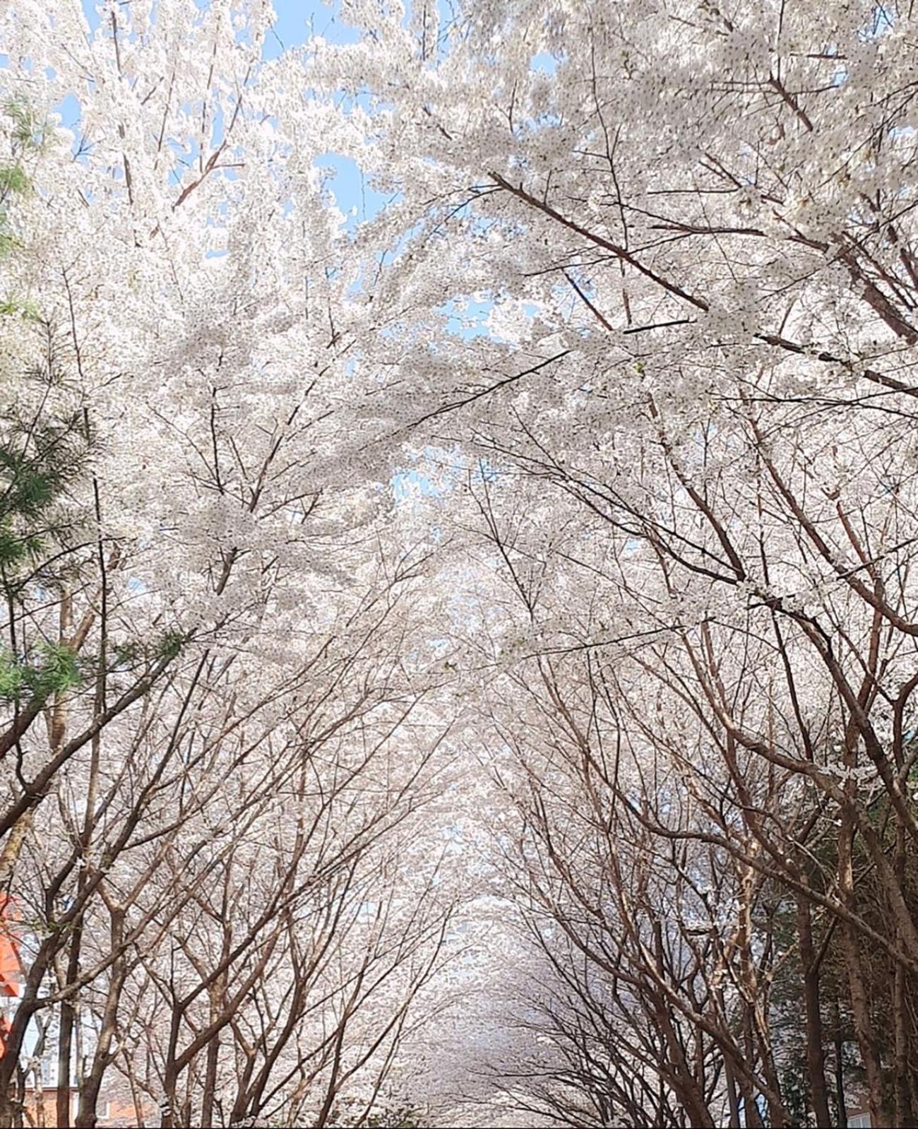 Hongik Sinchon Sirince Pangsapuri *